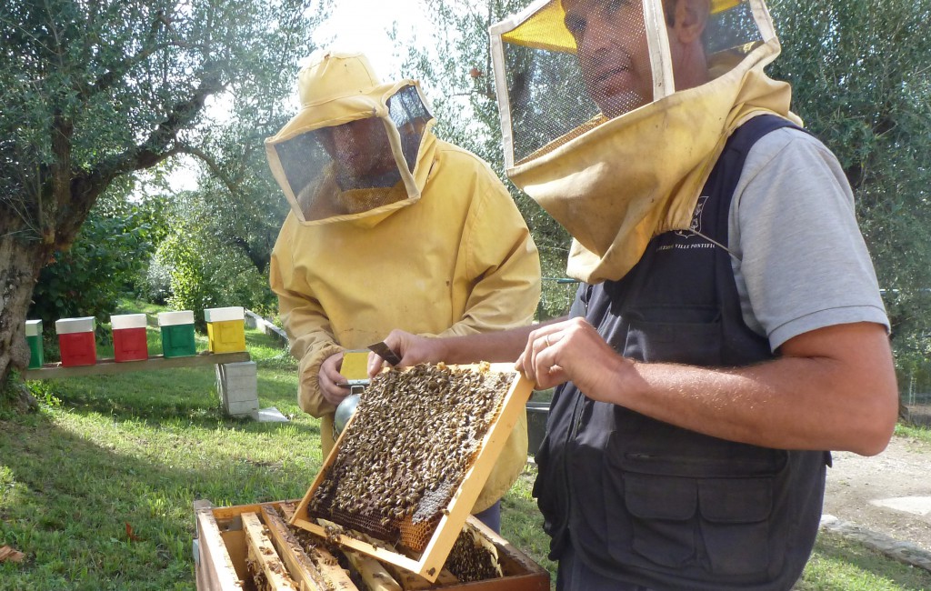 Papal beekeeper Marco Tullio Cicero, right, shows off the honeycomb covered with worker bees making honey for the winter and Pope Francis at the papal villa at Castel Gandolfo, outside Rome. Sept. 12. PHOTO: CNS/Carol Glatz
