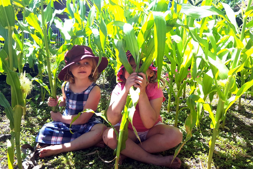 Children who attend MercyCare’s Early Learning Centre in Wembley are developing their green thumbs by growing their own food. Photo: Supplied