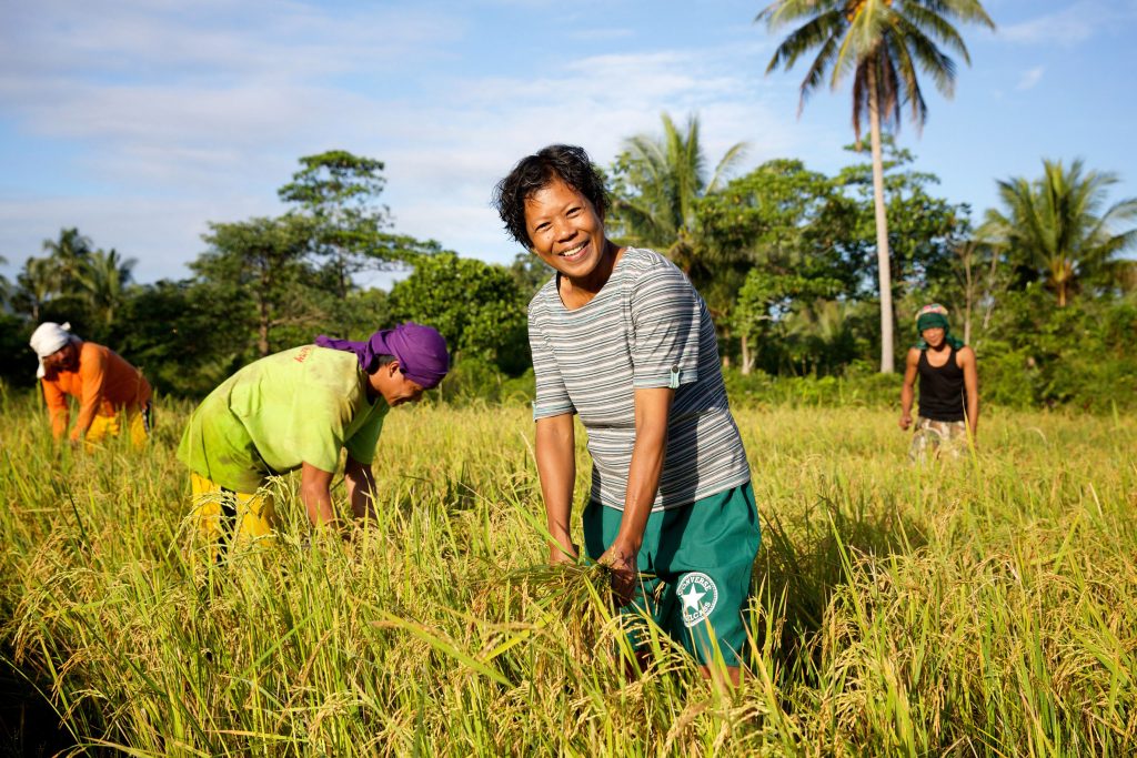 Dinia harvesting rice with the help of her family and neighbours. Photo: Richard Wainwright/Caritas Australia