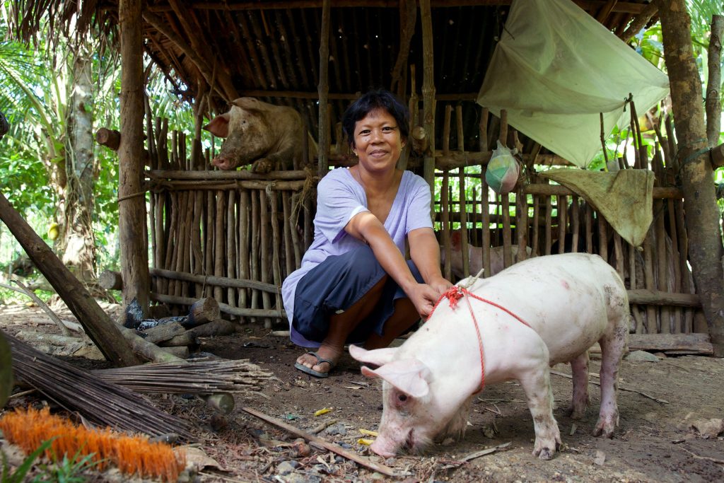 Dinia Verzo with one of her pigs called Bing Bing at home. Dinia received Bing, the mother pig (behind), as part of a hog dispersal program to provide an alternative income source for her family. Dinia bred 8 piglets for dispersal to her neighbours in the program and now owns her own pigs for sale and consumption. Photo: Richard Wainwright/Caritas Australia
