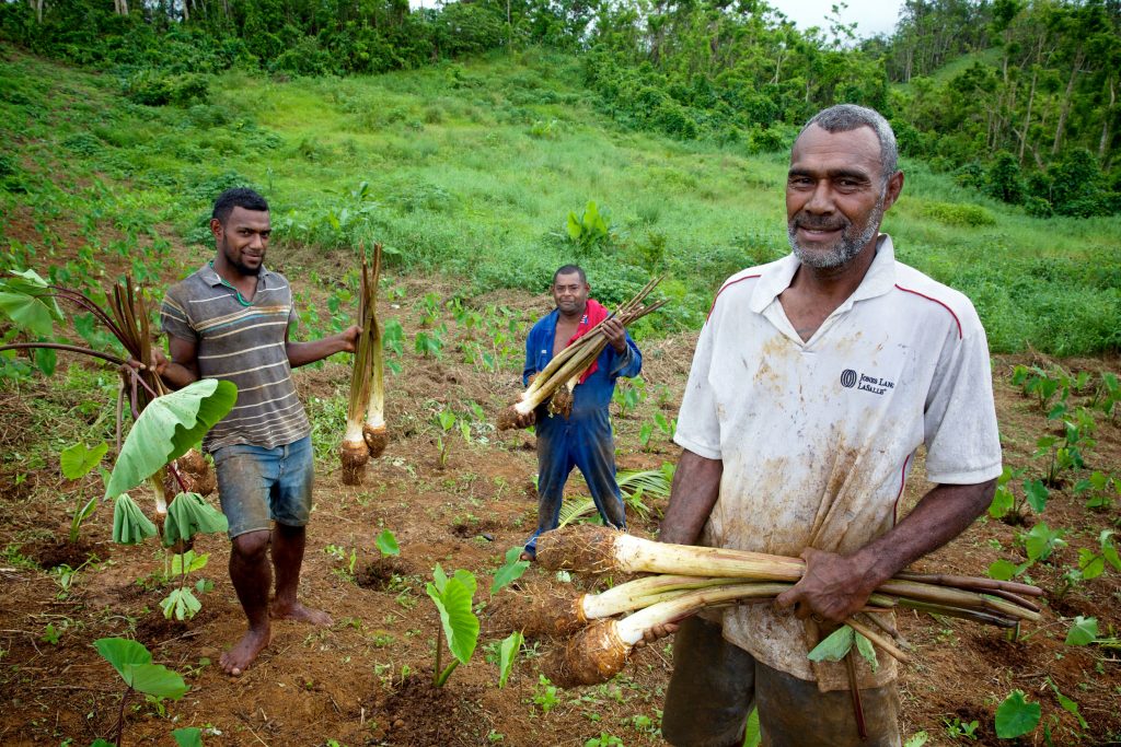 (Right) Petero Volau (51) working in his fields with his son (left) Filimone Volau (21) and his brother in law Simione Vonovono (centre) at the The Peoples Community Network (PCN) run Lomaivuna Intergrated Farming Project about 50km inland from Suva in Naitasiri province. Photo: Richard Wainwright/Caritas Australia